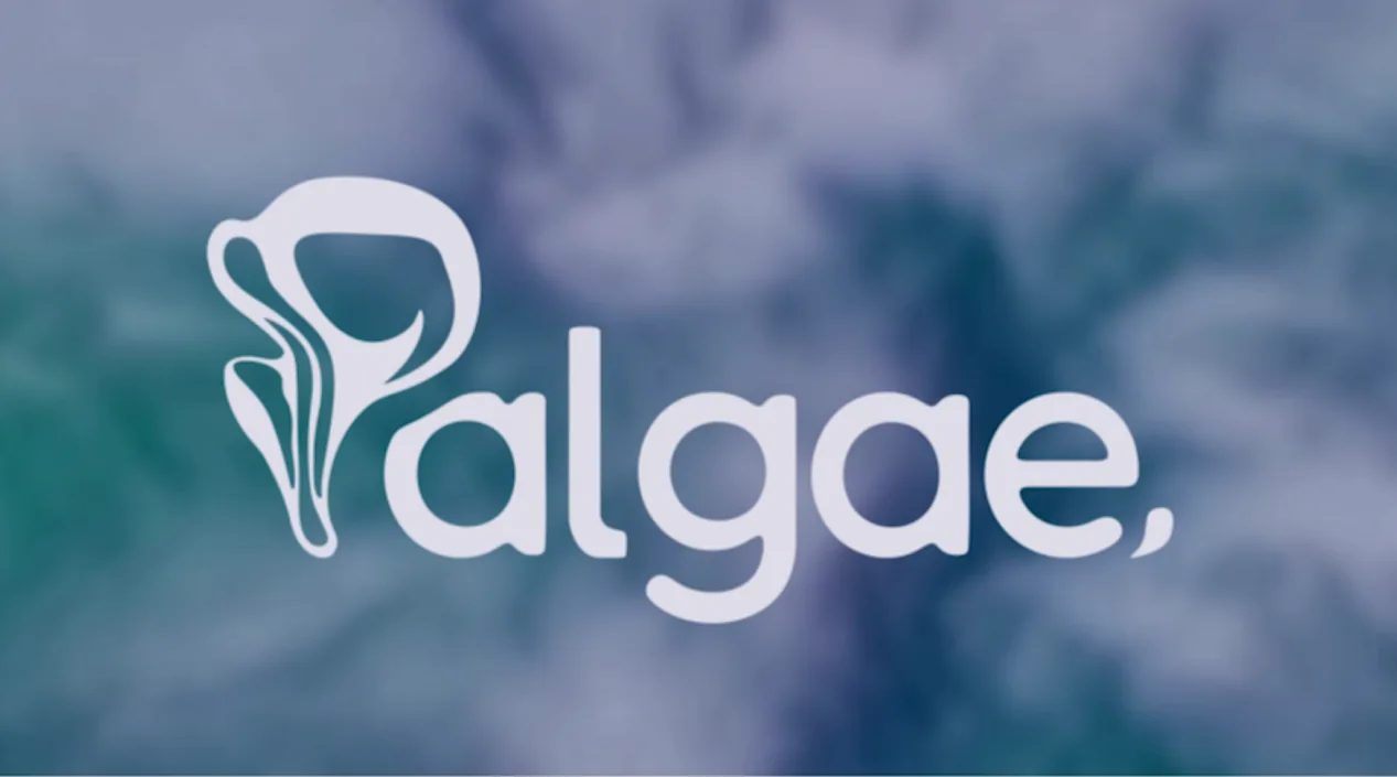 Palgae kapak