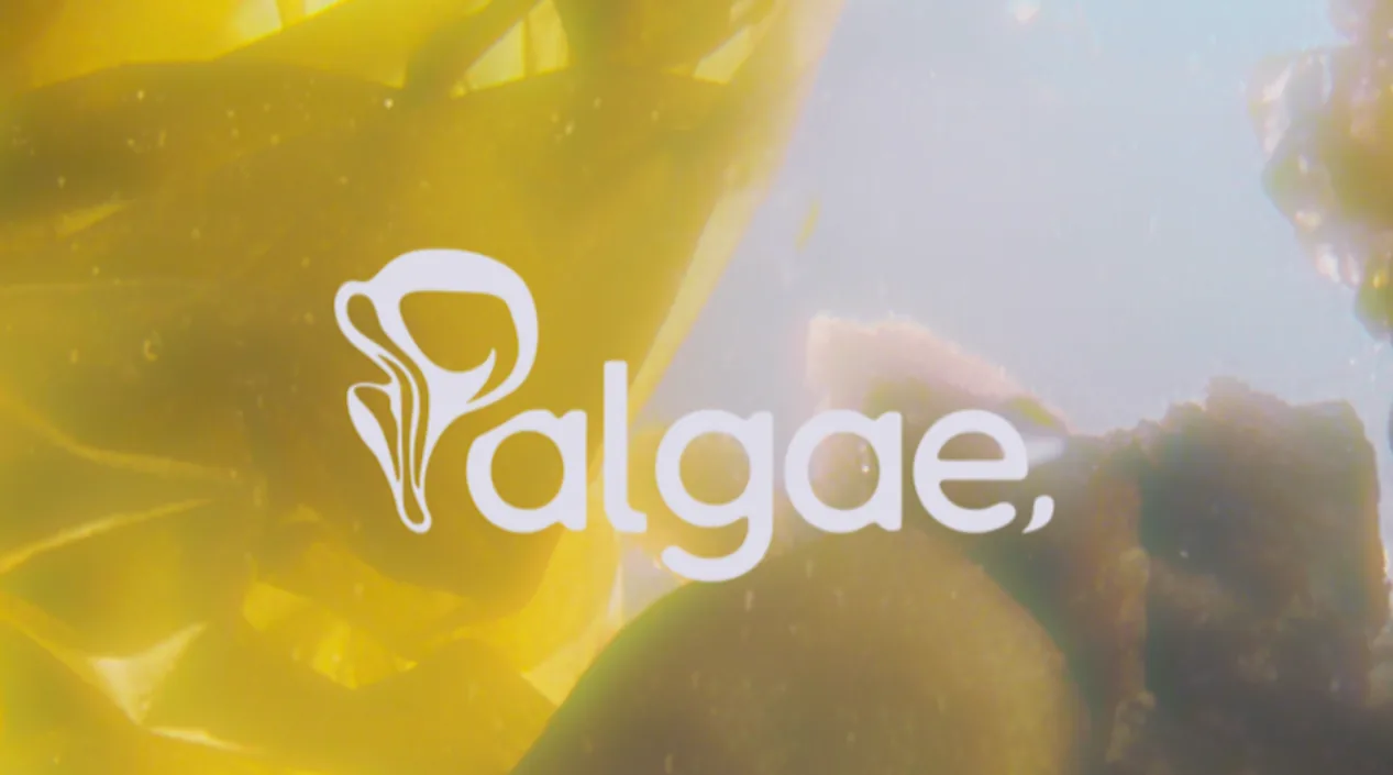 Palgae kapak