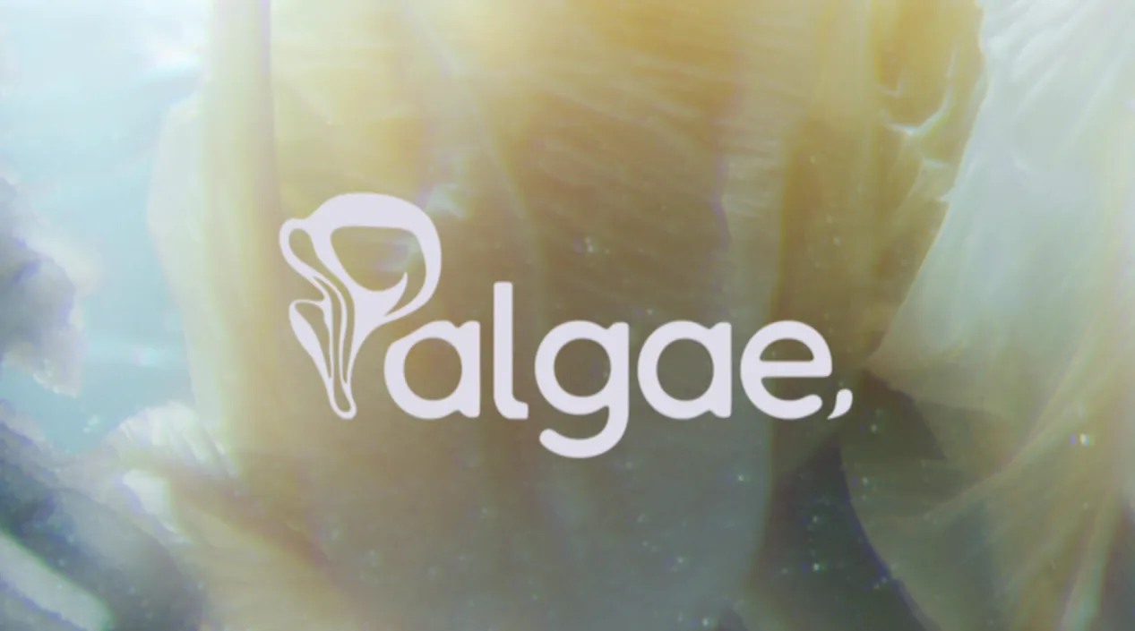 Palgae kapak