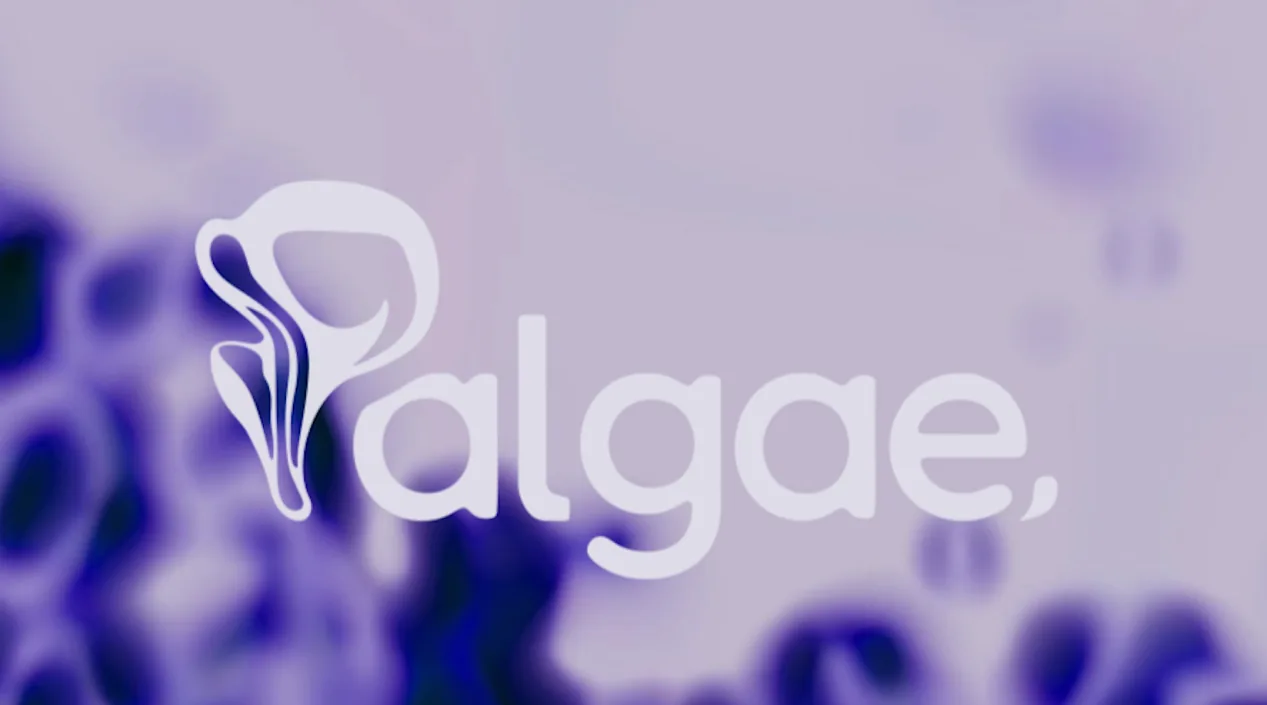 Palgae kapak