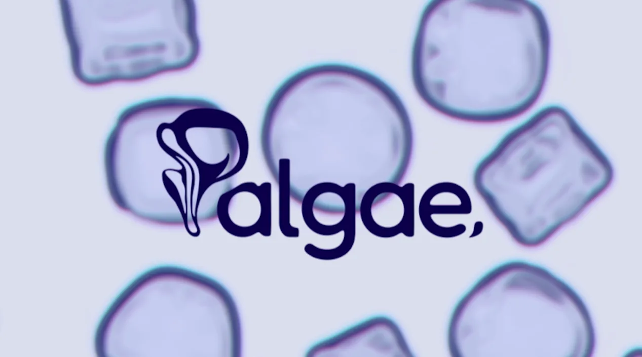 Palgae kapak