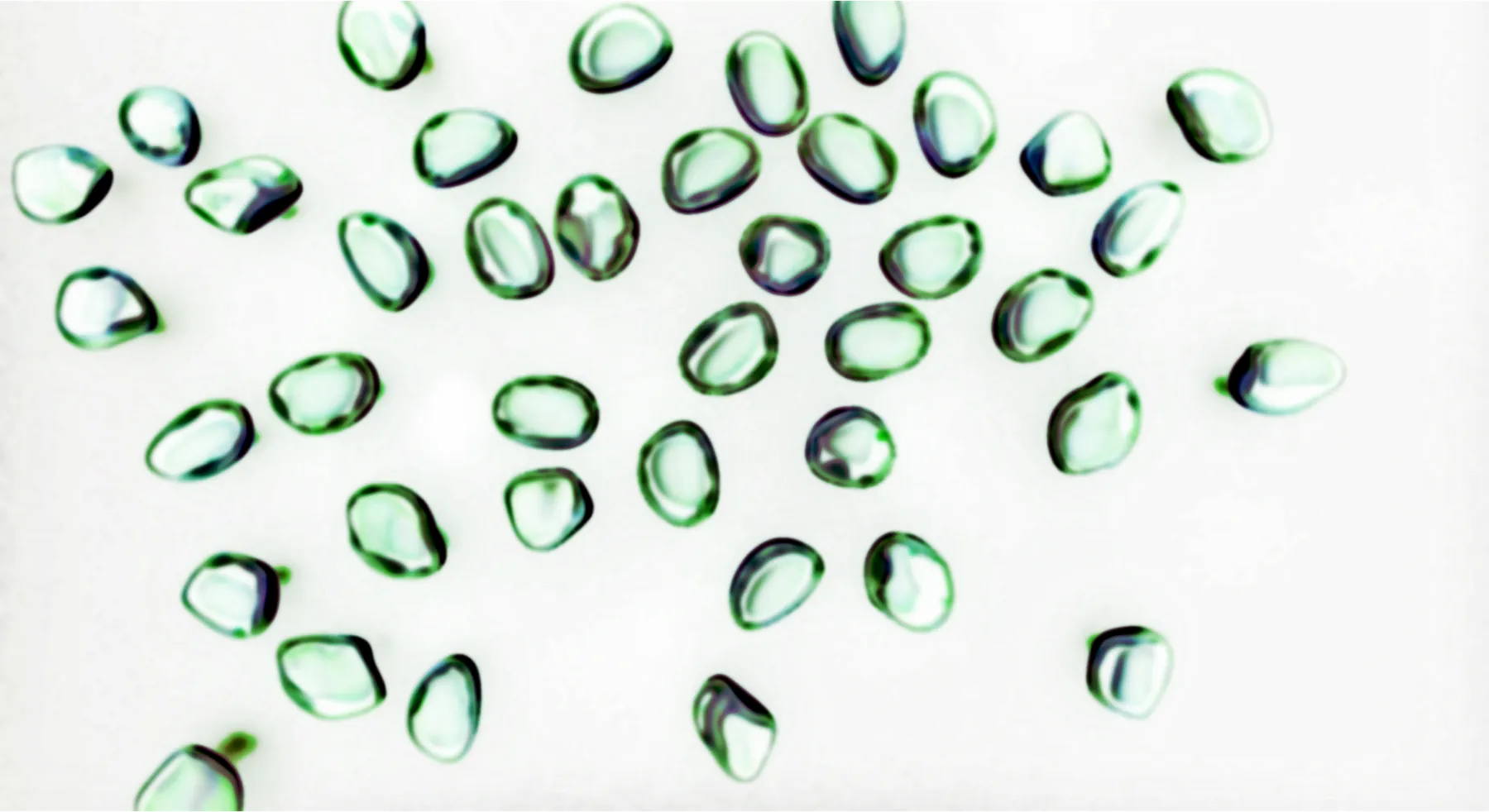 Palgae materyal 17